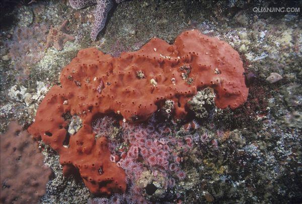  p>多孔动物(porifera)主要是在海洋中营固着生活的一类单体或群体