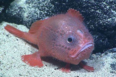 atus /p> p>英文名:red coffinfish /p> p>单棘躭鱼科桨躭鱼属一种