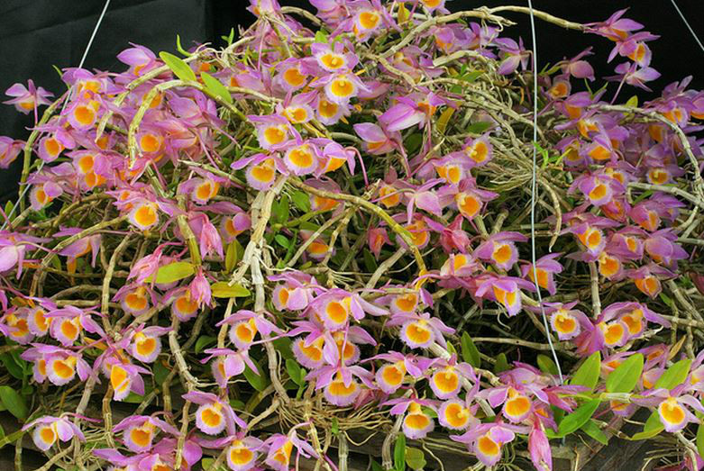  p>美花石斛(学名: i>dendrobium loddigesii /i>  rolfe): a target=