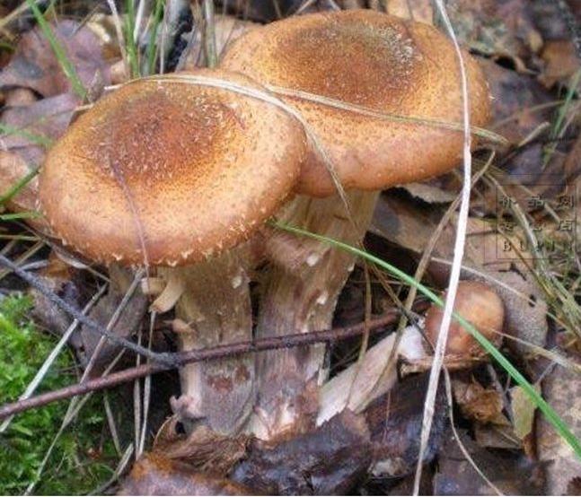 长白山榛蘑