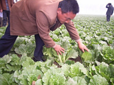 娃娃菜图片