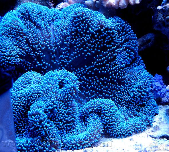 长须紫地毯海葵