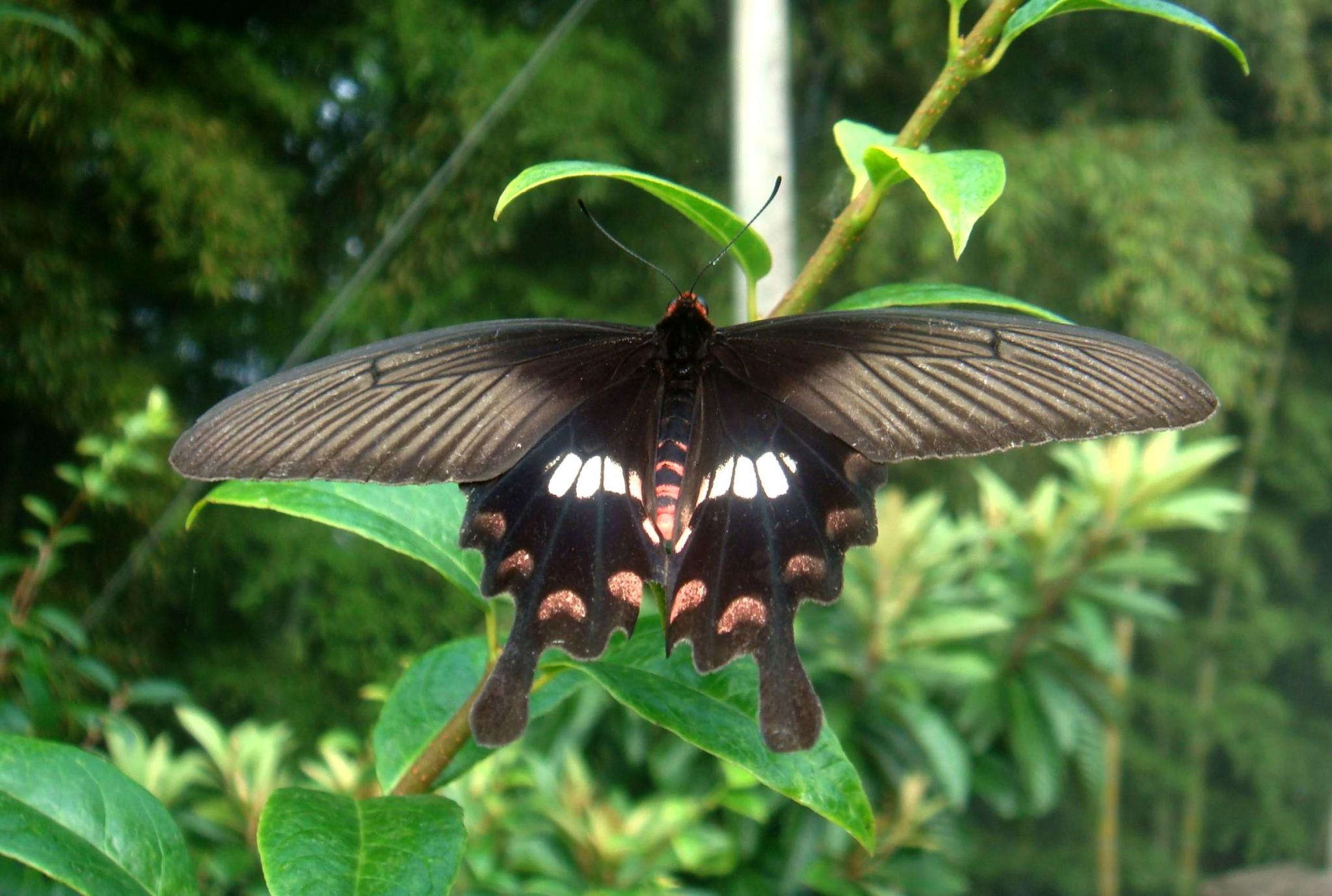 e /i>&nbsp;fabricius,1775)是凤蝶科珠凤蝶属的一种昆虫