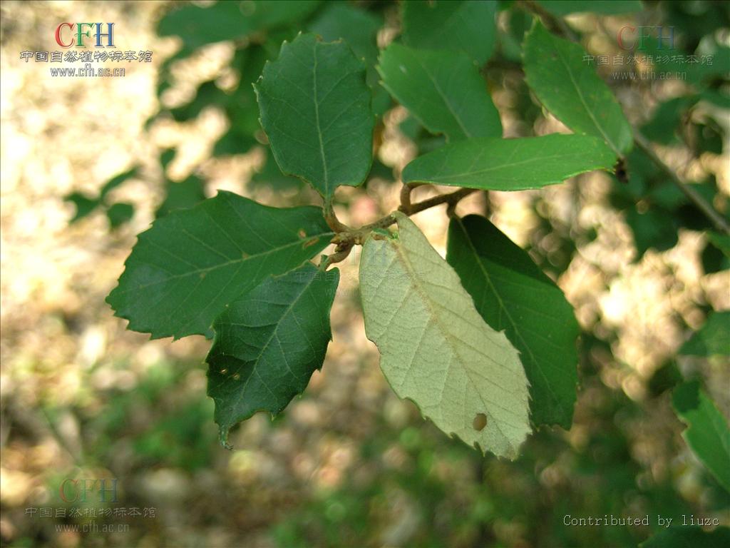 quercus acrodonta seemen
