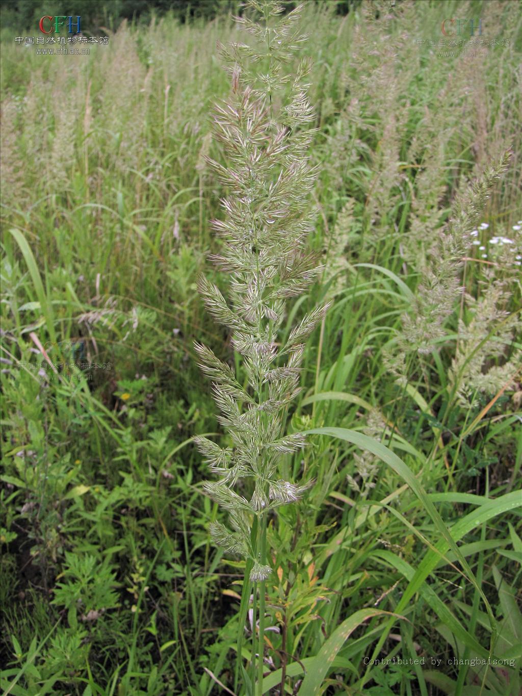 calamagrostis var.sylvatica