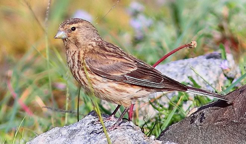  p>黄嘴朱顶雀(学名: i>linaria flavirostris /i>):为燕雀科金翅雀属