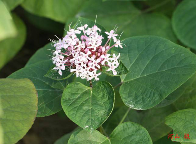  p data-id="tzamtllimhqb">臭茉莉唇是形科大青属 a target="_blank"