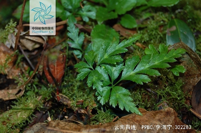 是 a target="_blank" href="/item/毛茛科">毛茛科 /a>,黄连属