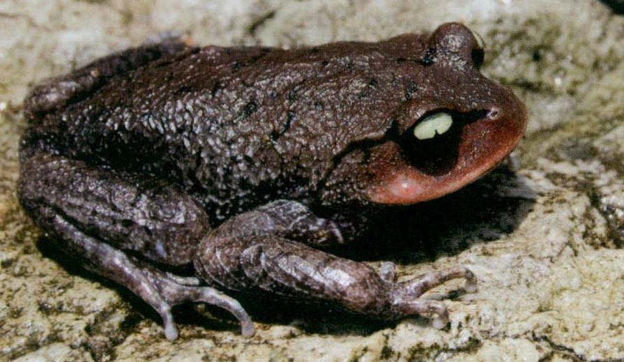 崇安髭蟾指名亚种