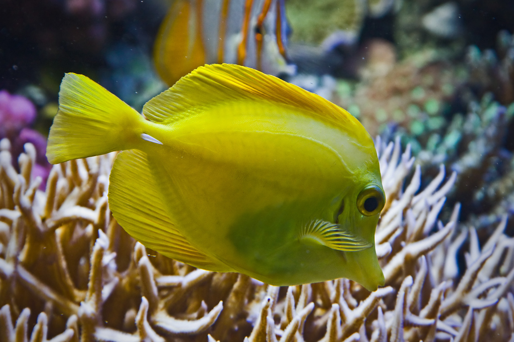  p>黄高鳍刺尾鱼(学名: i>zebrasoma flavescens /i>)其体卵圆而侧扁