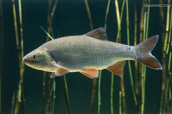  p>高体雅罗鱼是 a target="_blank" href="/item/鲤科/1909593" data