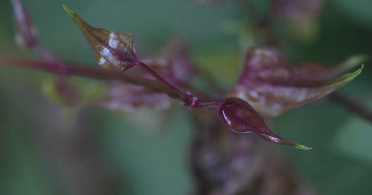  p>参薯( i>dioscorea alata /i> l.)是薯蓣科薯蓣属植物.