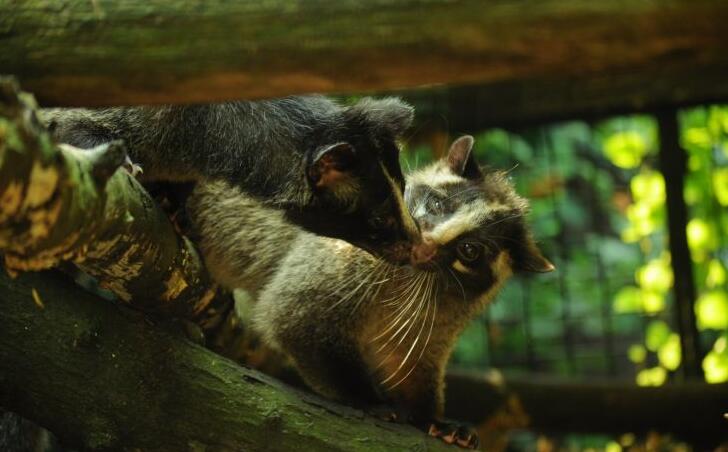  p>花面狸(学名: i>paguma larvata /i>)是灵猫科,花面狸属食肉动物