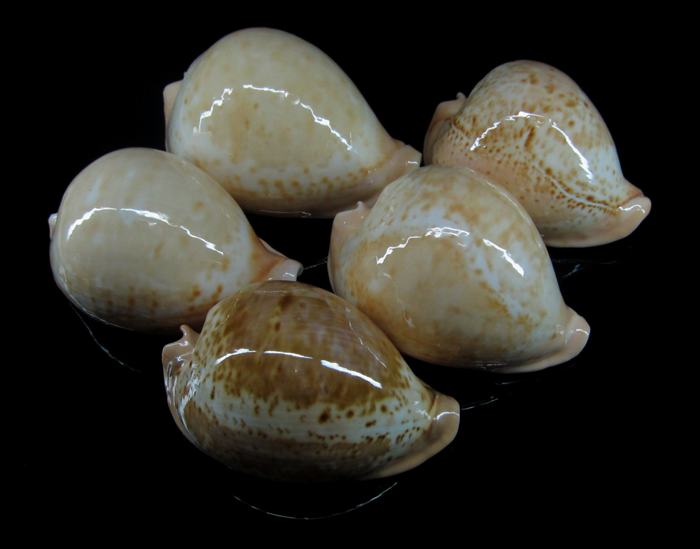  p>加勒比海宝螺(学名:erosaria spurca spurca)是腹足纲宝螺科的 a