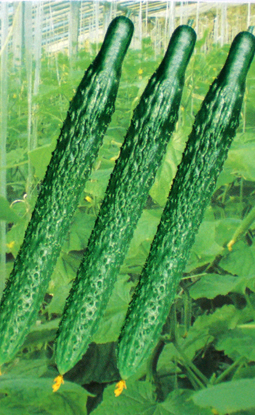  p>长春密刺是黄瓜的一个品种名称,该黄瓜品种来源于 a target="