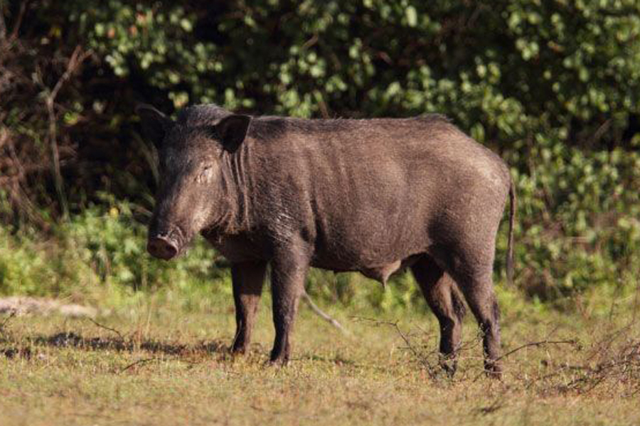 ryukyu islands wild pig