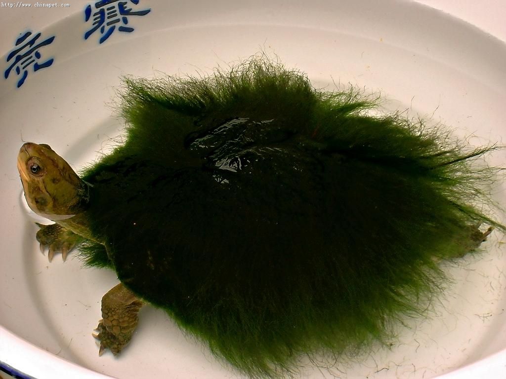 上生着 a href="#" data-lemmaid="7401778">龟背基枝藻 /a>的淡水龟