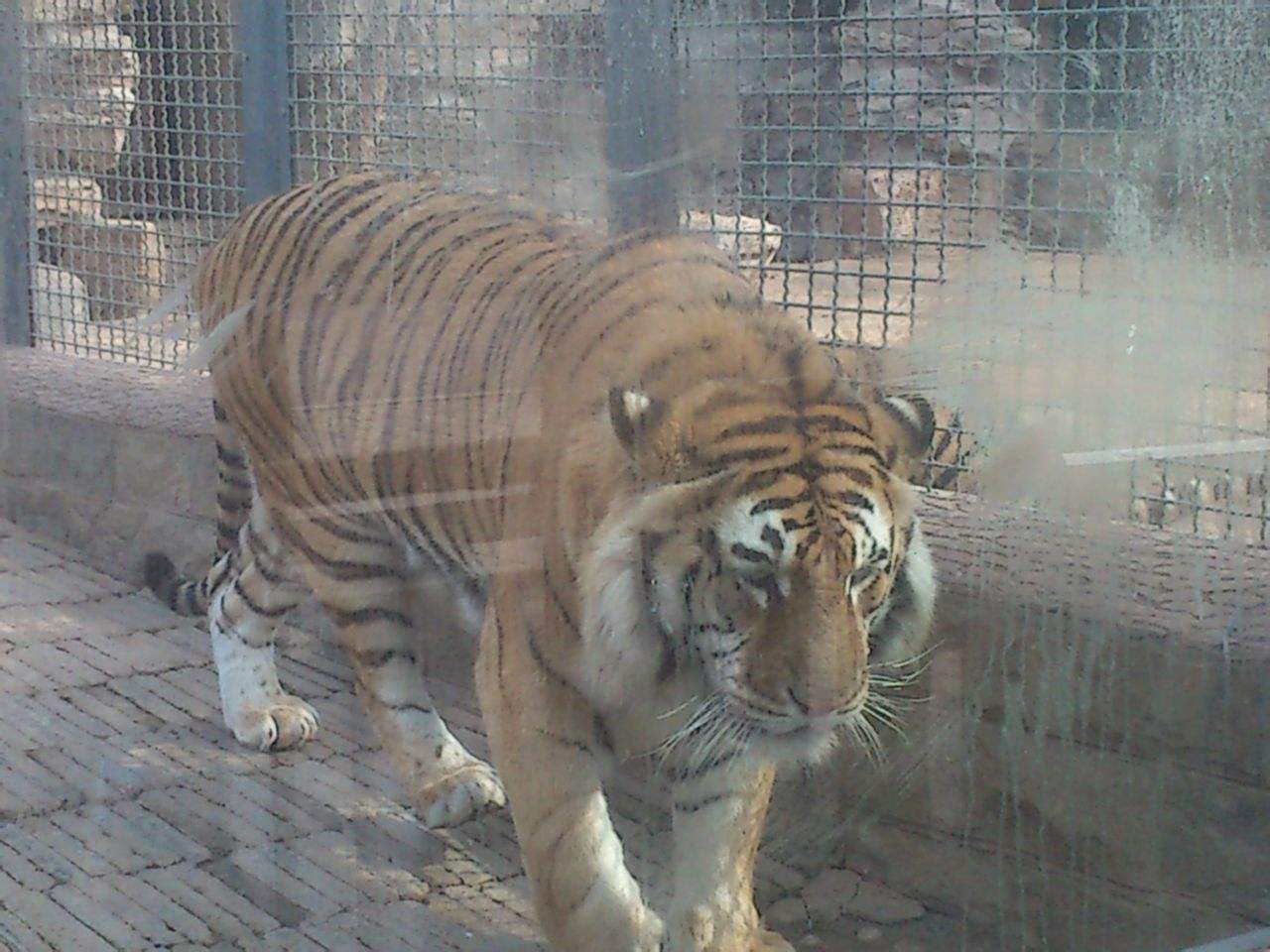  p>济南动物园原名金牛公园,后称金牛动物园,始建于1959年10月,1960年