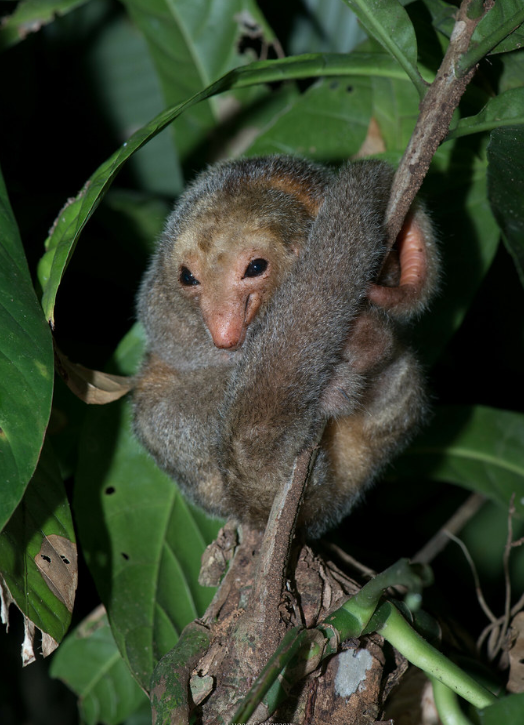  p>侏食蚁兽(学名: i>cyclopes didactylus /i>):是哺乳纲,披毛目,侏
