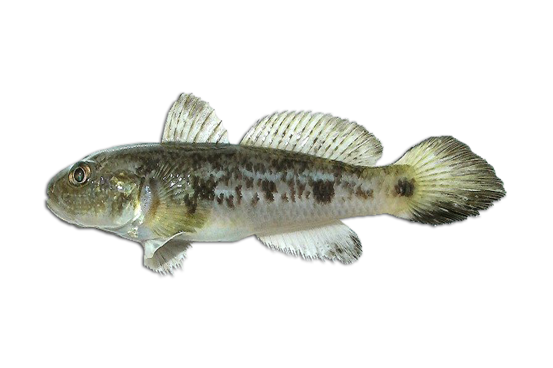 六丝钝尾虾虎鱼