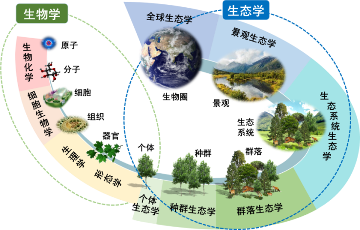 生态学