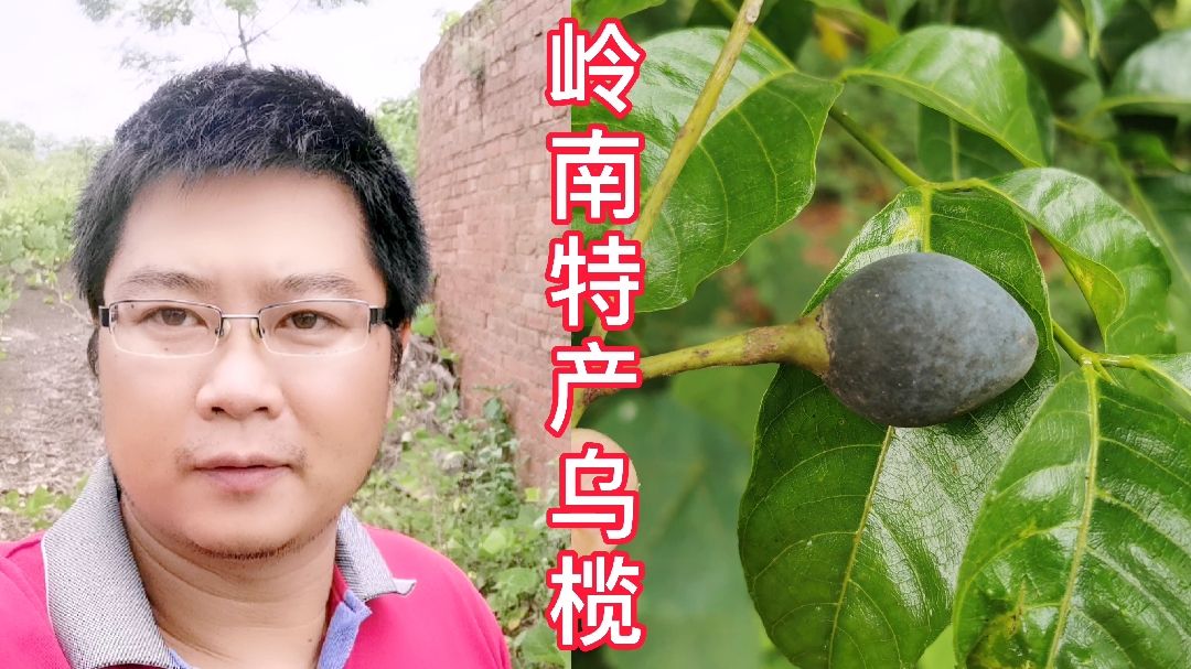 乌榄（橄榄科橄榄属乔木）_百度百科