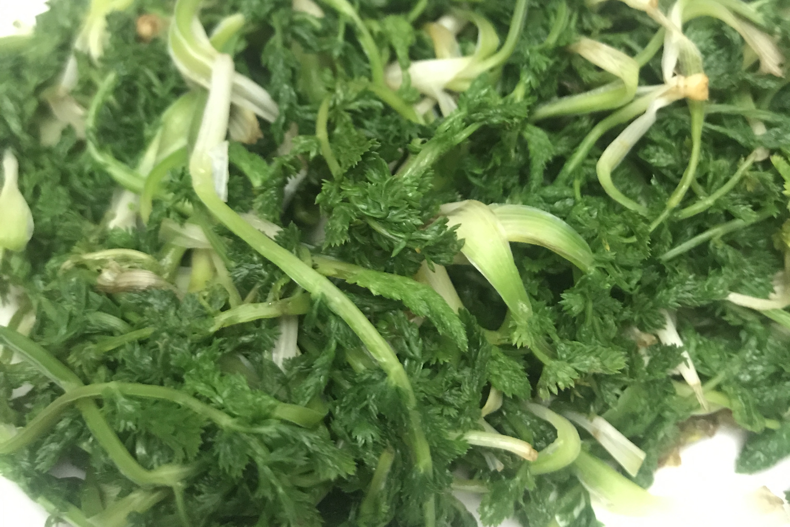 斜蒿,春夏时节的天水山野菜,在气候温和,土肥水美,适于生长山崖,山谷