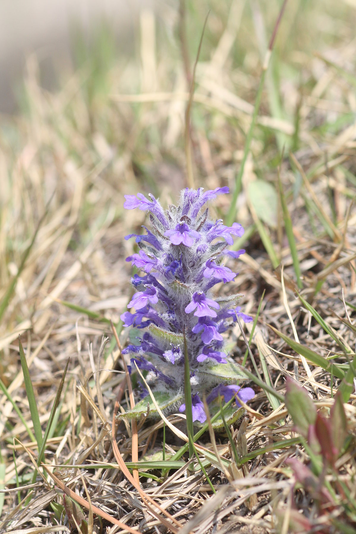  p data-id="tbthlrkorjon">多花筋骨草( i>ajuga multiflora /i>