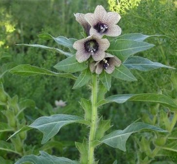 天仙子（茄科天仙子属植物）_百度百科