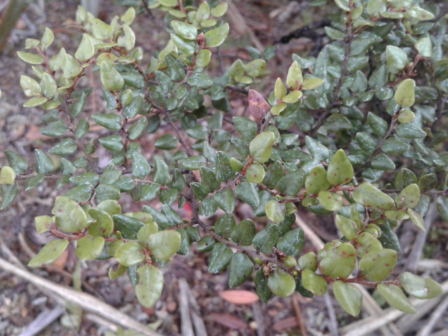 Nothofagus cliffortioides_百度百科