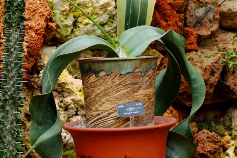 是百岁兰科百岁兰属植物.