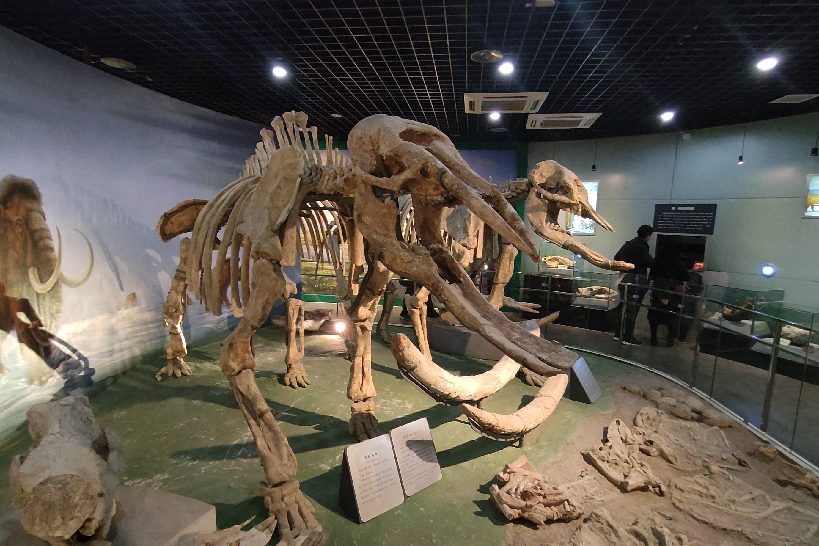 广西地质博物馆