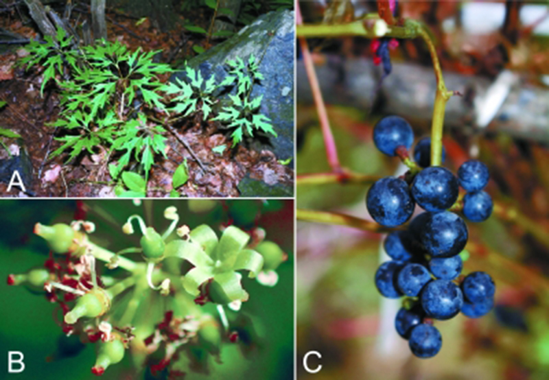 kang & d.z.lu):是葡萄科,葡萄属的落叶木质藤本植物,长15-20米.