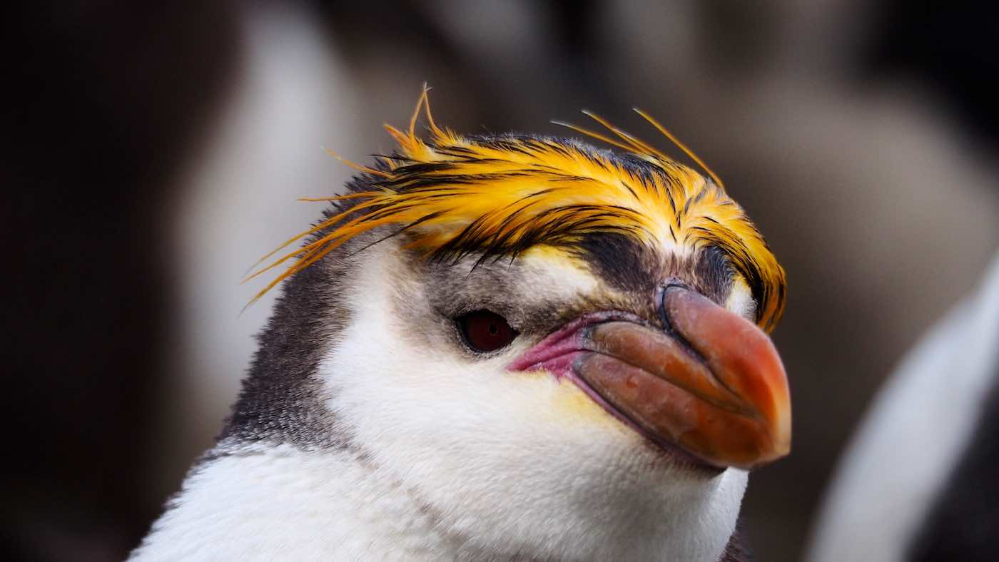  p>皇家企鹅(学名: i>eudyptes schlegeli /i>)是企鹅科,冠企鹅属动物