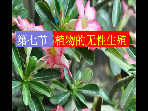 植物的无性生殖