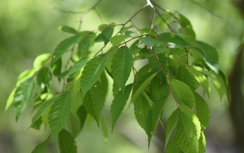  p>大果榉(学名: i>zelkova sinica  /i>schneid)是榆科,榉属乔木