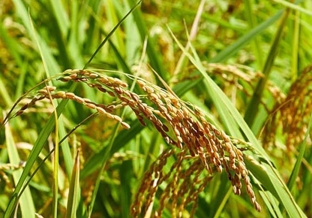 水稻品种n22种子强休眠相关的结合abre,gare的转录因子的分离