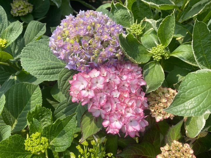 月季之后 夏天最大的花开了 它就是绣球花 今天 绣球王子 教你养花宝典 百科ta说