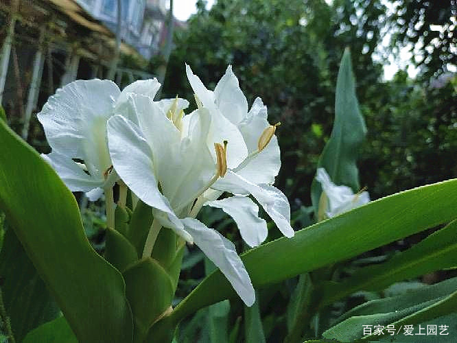 含苞若美人玉指，绽放如蝴蝶纷飞，逆风香十里，它就是姜花_百科TA说