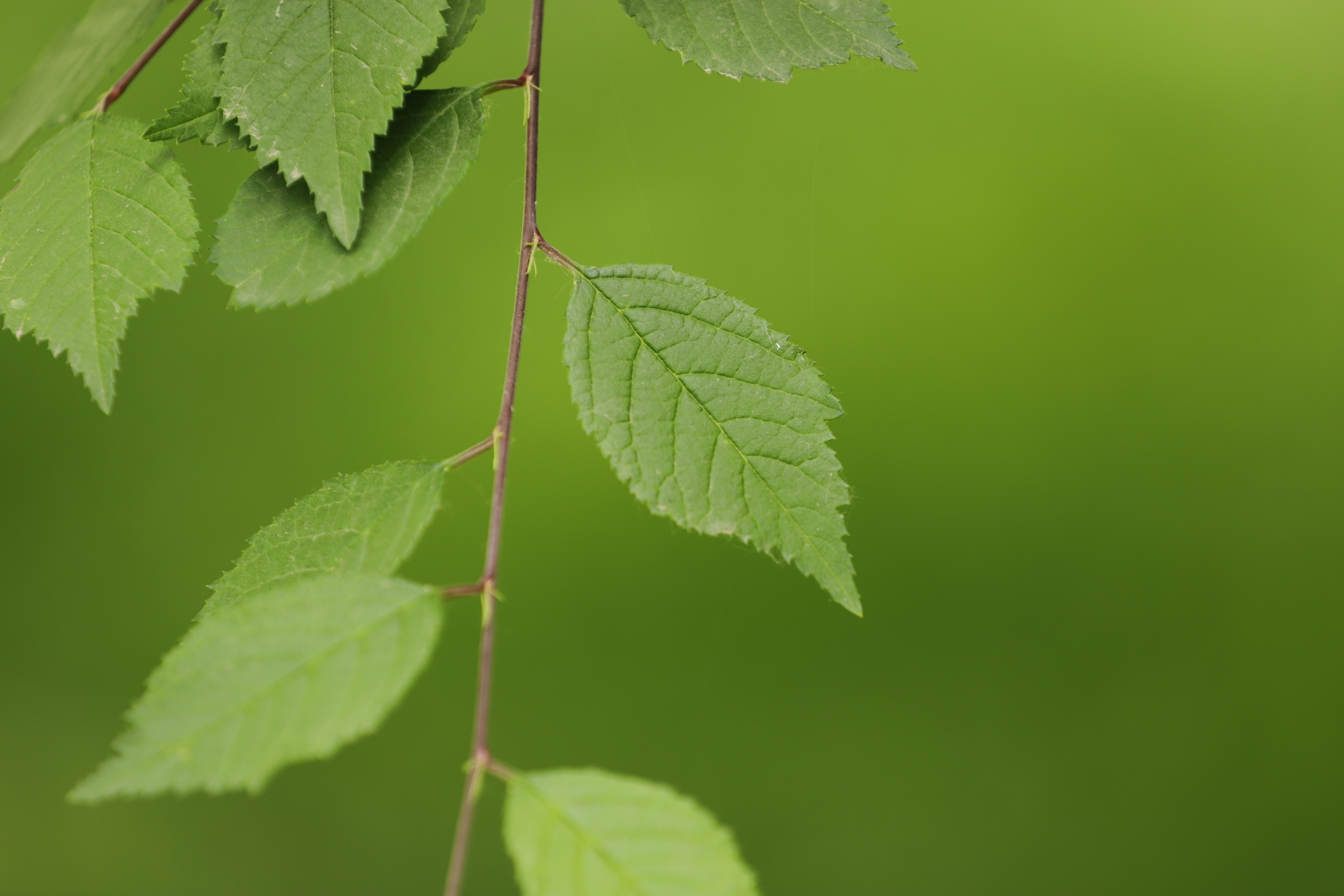  p>榆叶梅(学名:amygdalus triloba),又叫小桃红,因其叶片像榆树叶