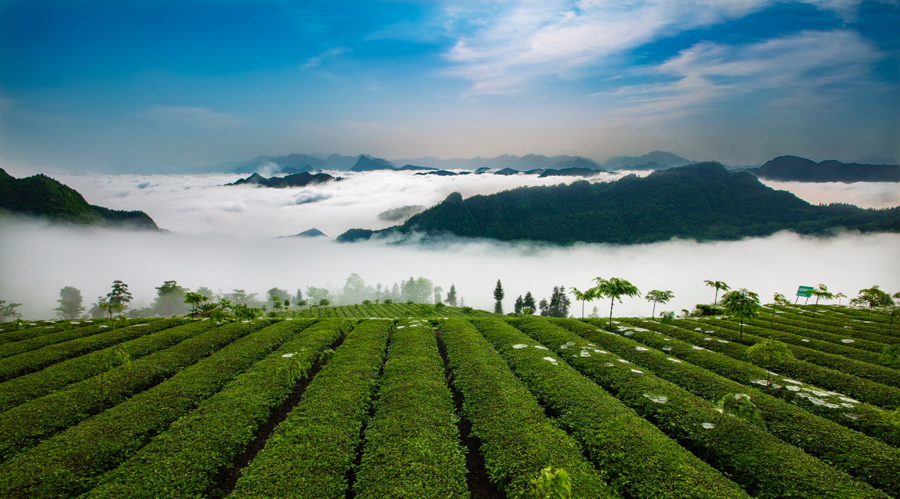  p data-id="gn3ai0wsax">桑植白茶是湖南省张家界市桑植县特产,是