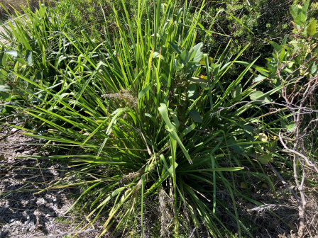 多须草_百度百科