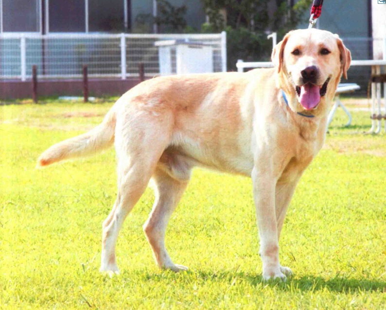 拉布拉多犬纯种