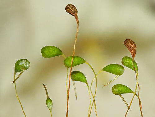  p>蒴帽,是藓类植物孢子体孢蒴顶部的膜状结构,通常为帽形,兜形,钟形