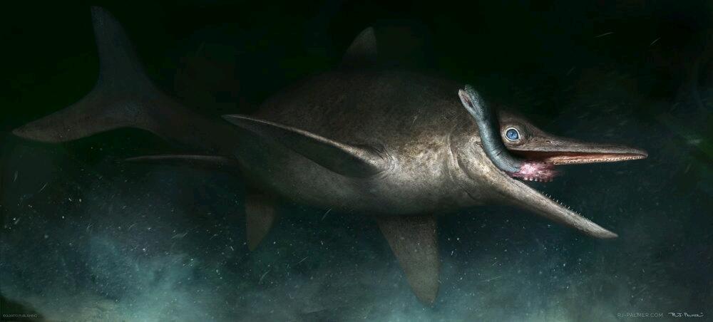 泰曼鱼龙是种大型鱼龙类,最大身长超过9米.泰曼鱼龙是鱼龙下