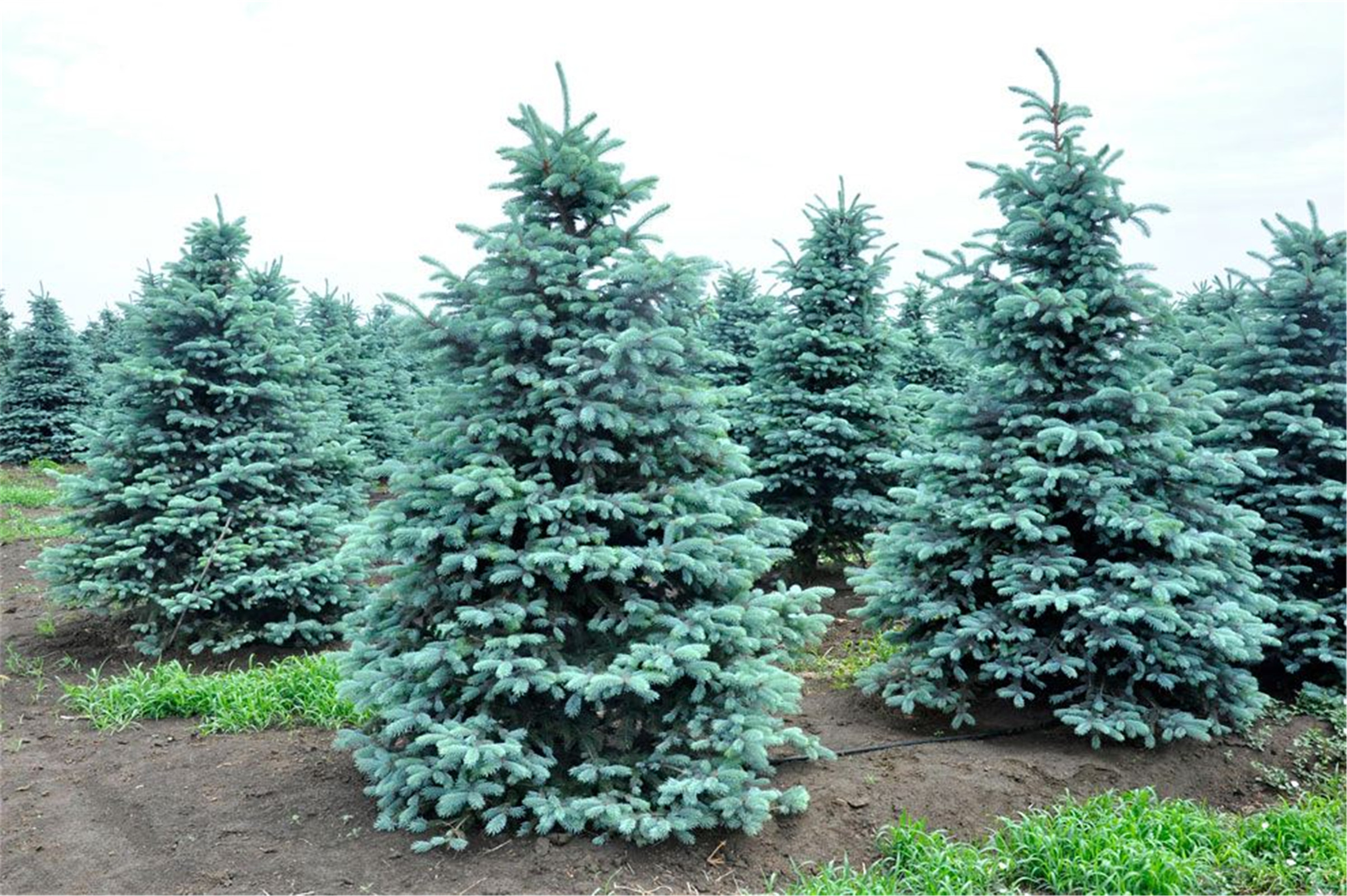 北美云杉无性系ppun10tskb071