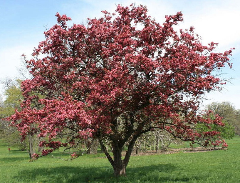  p data-id="gnbc9q4g7o">钻石海棠(学名: i>malus 'sparkler