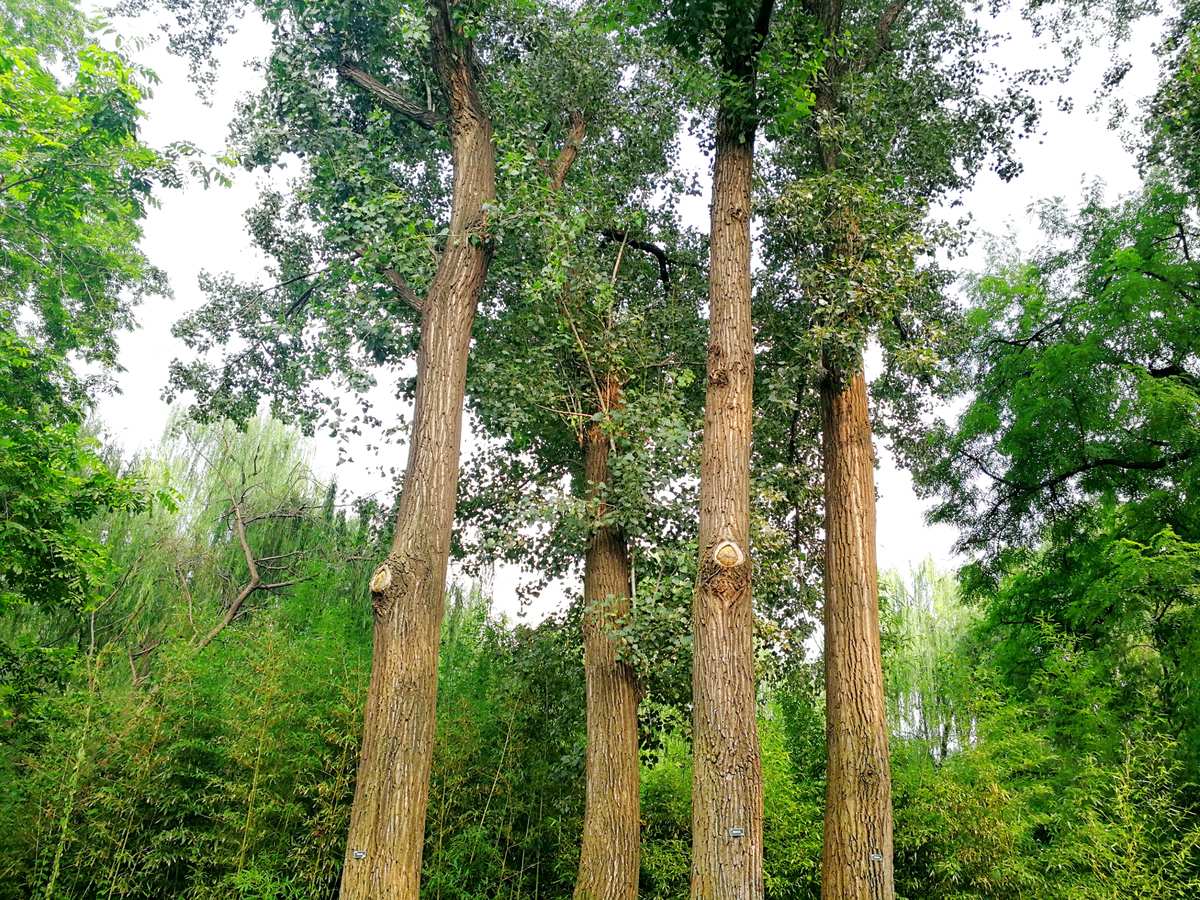 美洲黑杨无性系nl-132