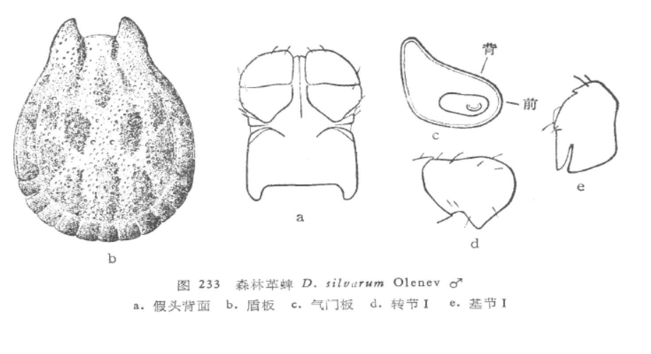 dermacentor silvarum (olenev,1931),硬蜱科革蜱属的一种<a