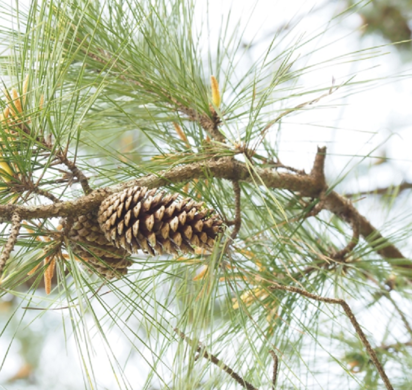 加勒比松粤优645号